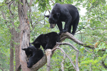 black bear family in a tree via the USFWS Midwest Region Flickr page, public domain image