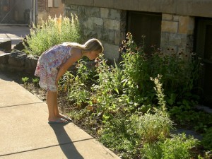 Native Plant Garden Photo