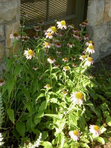 Native Plant Garden Photos