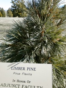 Limber Pine