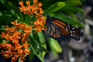 Image of a monarch on butterflyweed from USFWS Midwest Region, public domain image